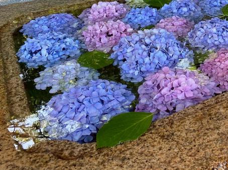 紫色のあじさい 紫色のあじさい あじさい,アジサイ,紫の写真素材