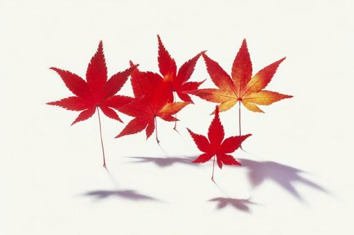 落ち葉、枯葉、枯れ枝のスタジオ撮影29 落ち葉、枯葉、枯れ枝のスタジオ撮影29の写真