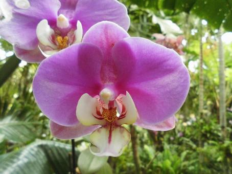 ランの花 ランの花の写真
