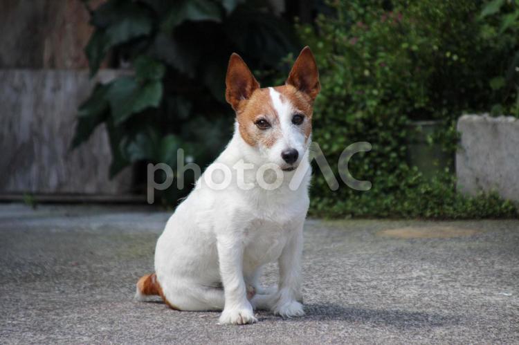 ジャックラッセルテリア07 ジャックラッセルテリア,犬,ペットの写真素材