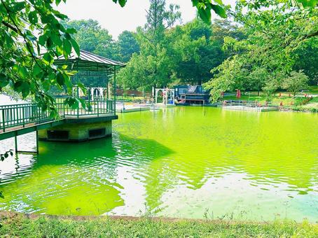 大宮公園の池の写真素材 大宮公園の池の写真素材 大宮公園,池,公園の写真素材