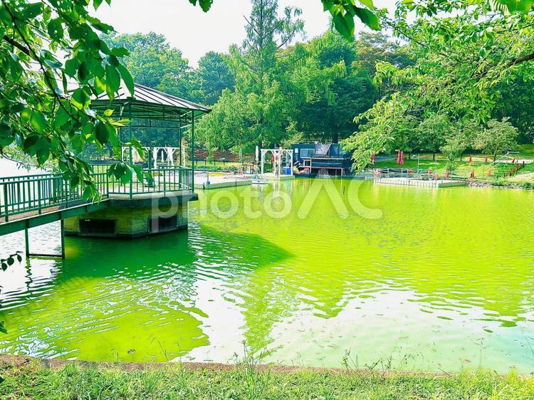 大宮公園の池の写真素材 大宮公園,池,公園の写真素材