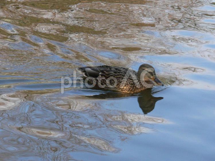 公園の池をすいすい泳ぐメスのマガモ マガモ,鳥,野鳥の写真素材