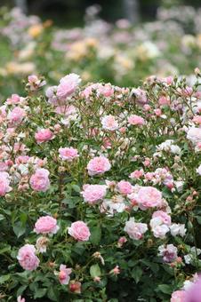 Rose Garden, JPG Rose Garden, JPG