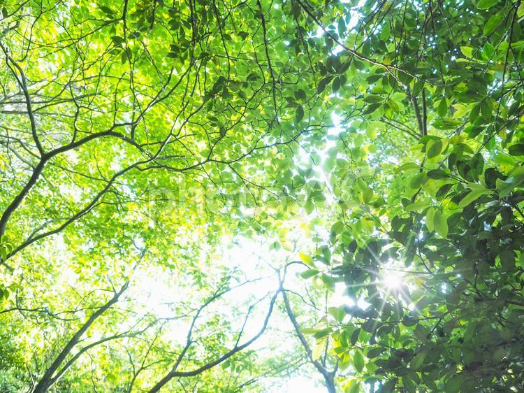 新緑の木漏れ日　グリーンイメージ 木漏れ日,新緑,緑の写真素材