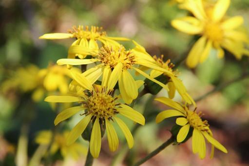 ツワブキ・石蕗　マクロ フラワー,秋,冬の写真素材