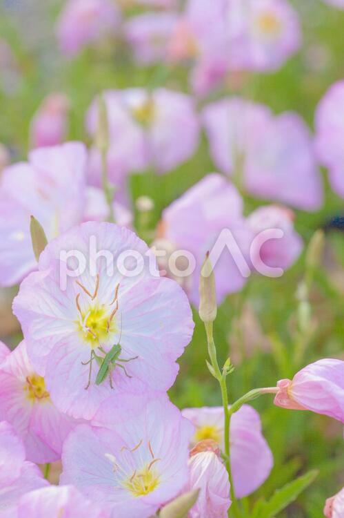 ヒルザキツキミソウと虫１ 植物,ヒルザキツキミソウ,昆虫の写真素材