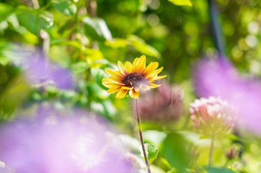花のある景色 花のある景色の写真