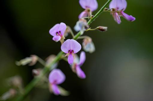 アレチヌスビトハギの写真