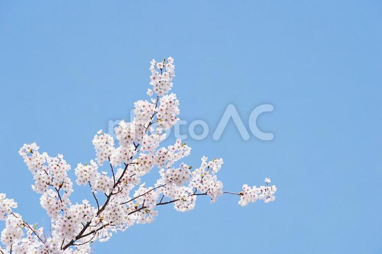 青空と桜 さくら,桜,桜の花の写真素材