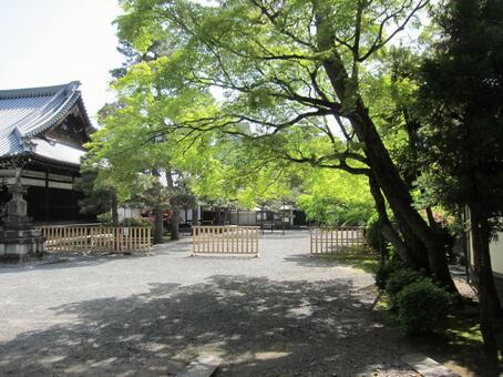 新緑の紫式部邸宅跡 新緑の紫式部邸宅跡 新緑,緑,光さすの写真素材