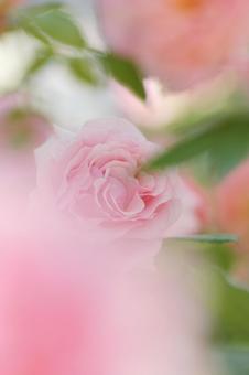 四季の郷公園の薔薇 四季の郷公園の薔薇の写真