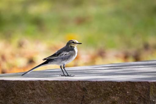 ハクセキレイ(33)の写真