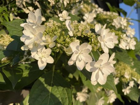 白いアジサイ 白いアジサイ 白い花,紫陽花,花の写真素材