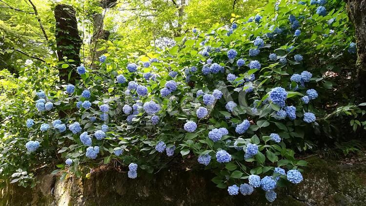 梅雨の時期の紫陽花たち あじさい,アジサイ,紫陽花の写真素材