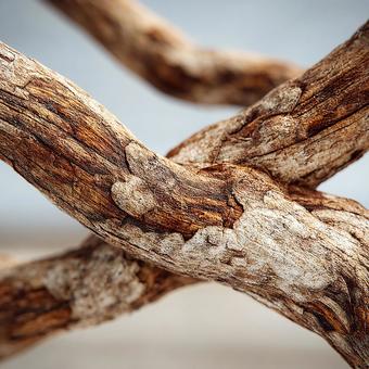 自然が描く枯れ枝の表情 自然が描く枯れ枝の表情の写真