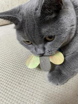 このおもちゃ、誰にもあげない シャルトリュー,ねこ,おもちゃの写真素材
