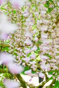 春の藤棚 春の藤棚の写真