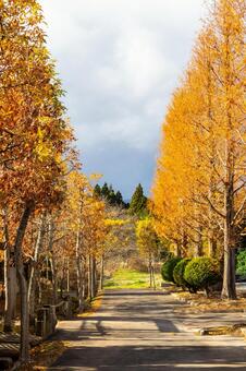 初冬のメタセコイア⑹ 木,メタセコイア,初冬の写真素材