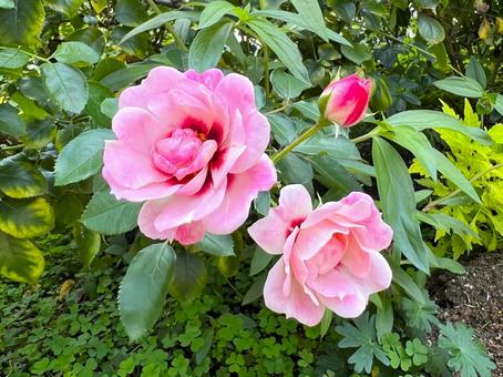 やさしいピンクのバラ バラ,秋バラ,花の写真素材