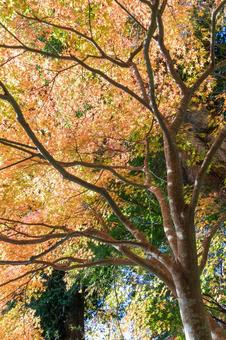 秋の気配・色づくモミジ 秋の気配・色づくモミジ 紅葉,モミジ,秋の写真素材