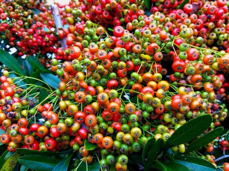 ピラカンサ ピラカンサ ピラカンサ,トキワサンザシ,タチバナモドキの写真素材