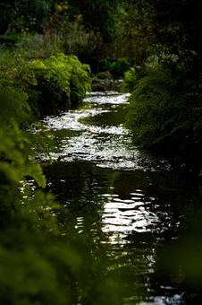 小さな渓流 小さな渓流 自然美,渓流,森林浴の写真素材