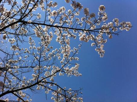 桜 桜の写真