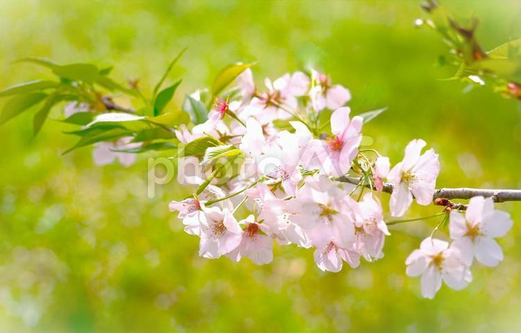 桜、グリーンバック 桜,花,春の写真素材