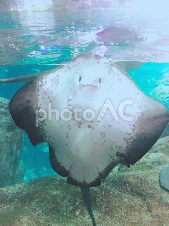 笑顔のエイ エイ,海,魚の写真素材