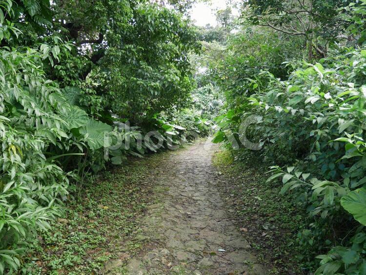 【沖縄・那覇】末吉宮・末吉公園 那覇市,末吉,神社の写真素材