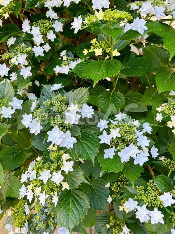 ガクアジサイ（額紫陽花） ガクアジサイ,がくあじさい,額紫陽花の写真素材