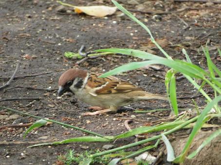Photo, sparrow, outdoors, ground, 