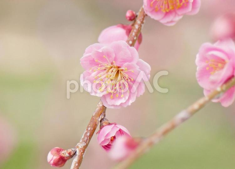 咲き始めの枝垂れ梅と蕾のアップ（初春） 梅,しだれ梅,枝垂れ梅の写真素材