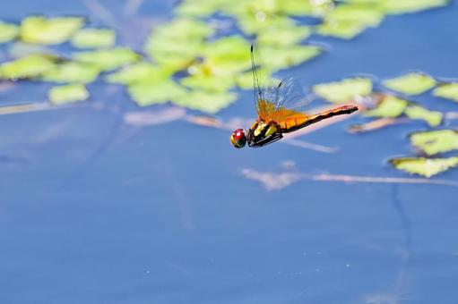 A female dragonfly flying over the surface of a pond, JPG A female dragonfly flying over the surface of a pond, JPG