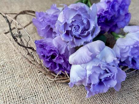 トルコキキョウ　八重 トルコキキョウ,八重,花の写真素材