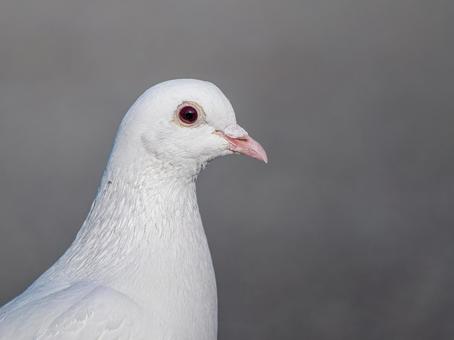 地面を歩く白いドバト・白鳩 地面を歩く白いドバト・白鳩の写真