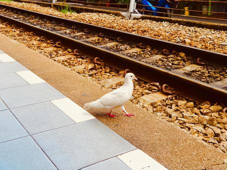 タイの駅のホームを歩く白いドバト タイの駅のホームを歩く白いドバト 鳩,ハト,ドバトの写真素材
