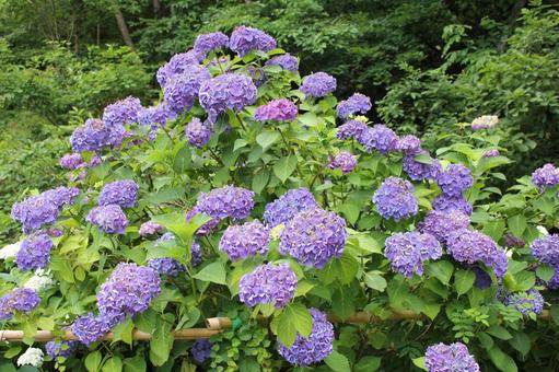 あじさい86 あじさい86 あじさい,紫陽花,アジサイの写真素材