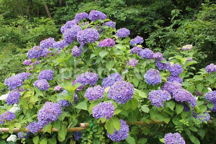 あじさい86 あじさい,紫陽花,アジサイの写真素材