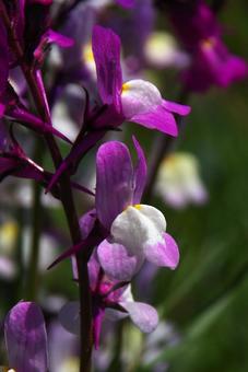 ヒメキンギョソウ ヒメキンギョソウ ヒメキンギョソウ,姫金魚草,ヤナギウンランの写真素材