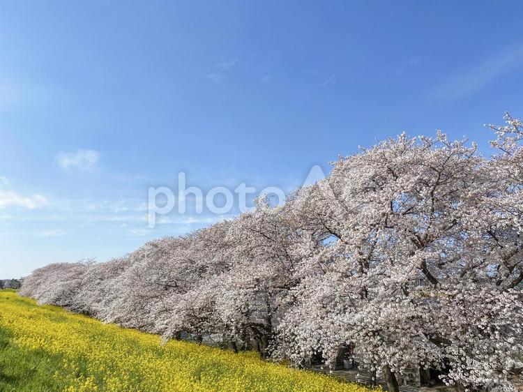 桜と菜の花の風景 桜,菜の花,さくらの写真素材
