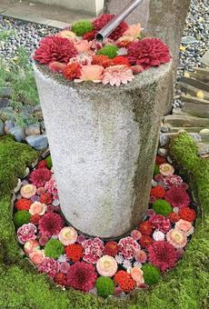 色鮮やかな花手水30 花手水,はなちょうず,手水舎の写真素材