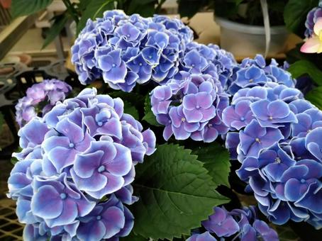 紫陽花の花 紫陽花の花の写真