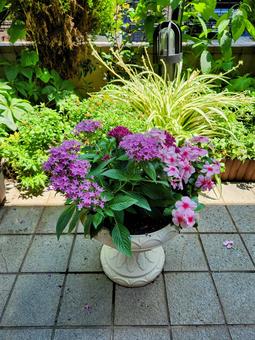 夏のピンク 夏のピンク 花,寄せ植え,ガーデニングの写真素材