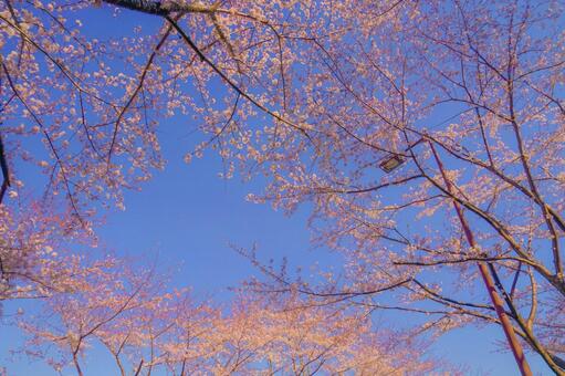 満開の桜と晴天の青空（調布飛行場）の写真