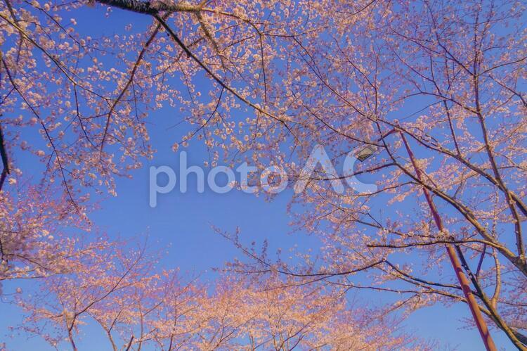 満開の桜と晴天の青空（調布飛行場） 桜,青空,晴天の写真素材