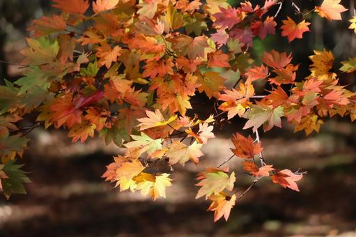 紅葉 秋,晴れ,高原の写真素材