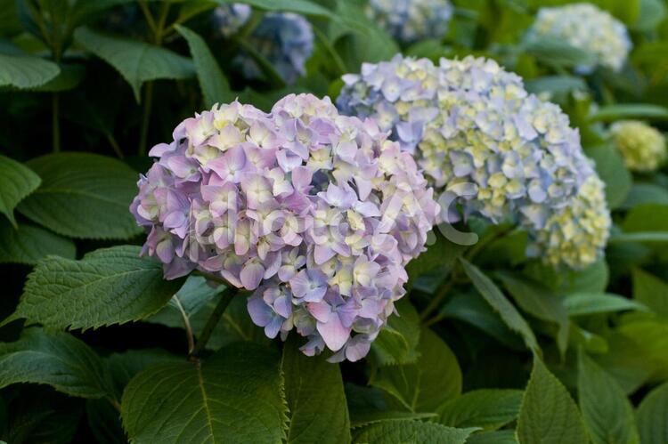 アジサイ アジサイ,紫陽花,梅雨の写真素材