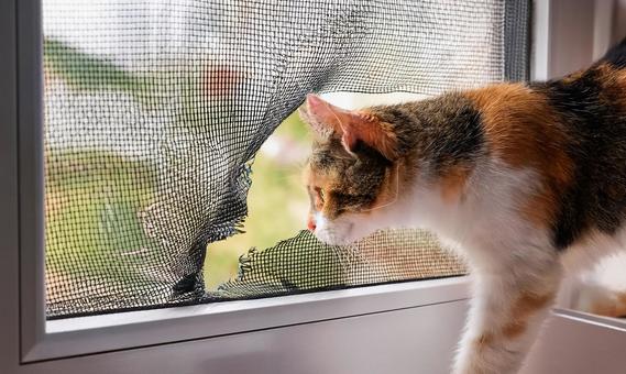 猫と網戸3 猫と網戸3の写真